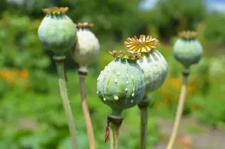 poppy