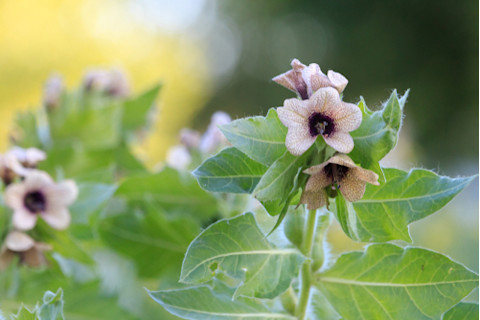 henbane