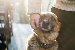 German shepherd