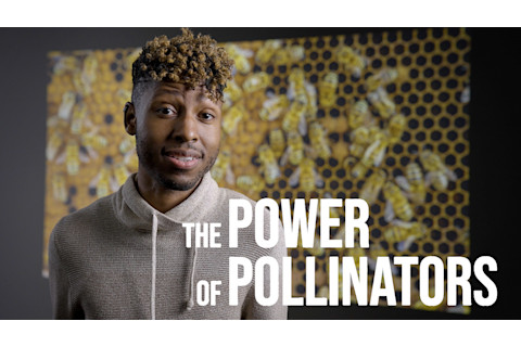 Power of Pollinators Thumbnail - Featuring Dr Samuel Ramsey