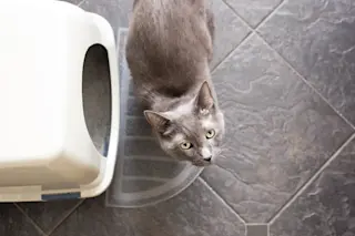 Cat litter box