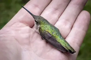 hummingbird sleeping