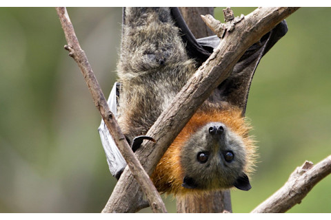 Bat