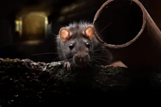 War on rats