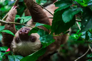 A sloth in Costa Rica