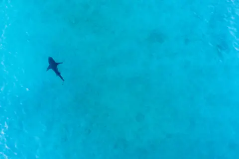 How Long Can a Shark Survive Out of Water: Surprising Facts Revealed