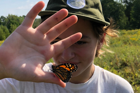 Monarch butterfly