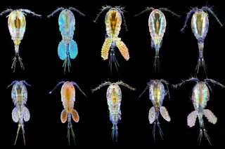 copepod species