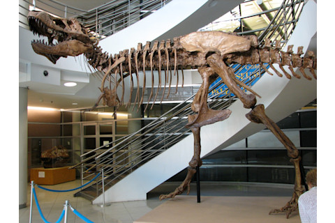 T. rex UC Berkeley
