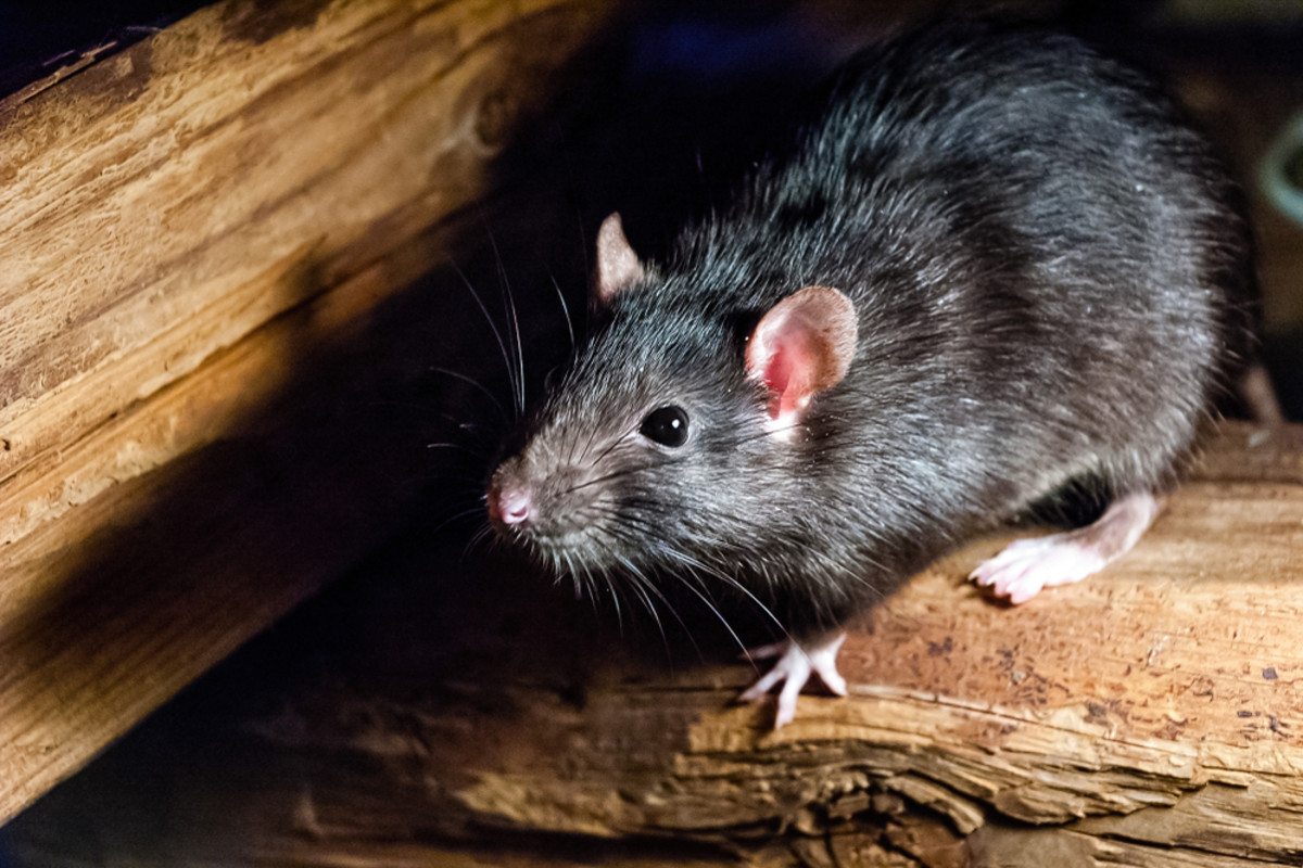 Scientists Are Using Ancient Rat Remains to Retrace Human History ...