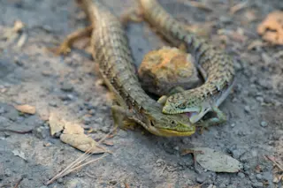 Lizards fighting