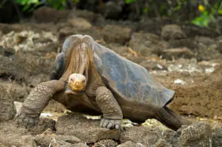 lonesome george 