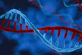 human genome