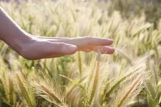 Sense of touch