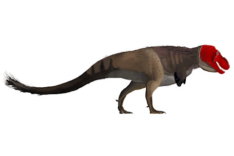 Feather Dinosaur - Wikimedia Commons