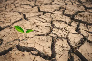 Drought