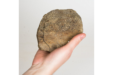 Fossilized Tyrannosaur Skin - Amanda Kelley