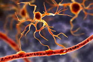 astrocyte
