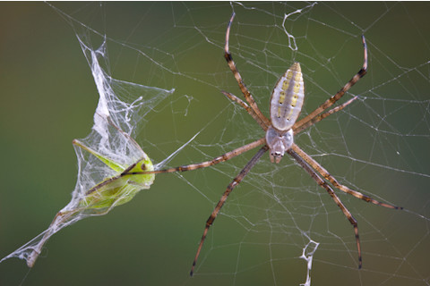 A spider with its prey trapped in a spider web