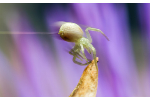 A spider ballooning for transportation through its web silk
