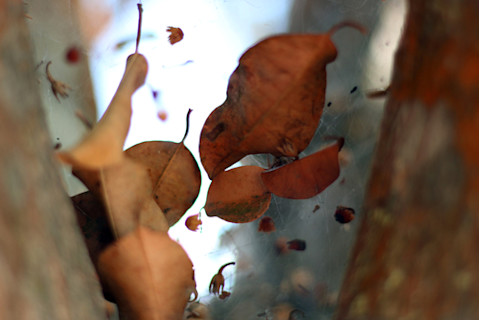 leaves in web