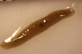 The &quot;double-headed worm from space.&quot; (Credit: Junji Morokuma/Tufts University)