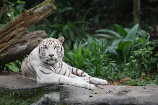 White tiger