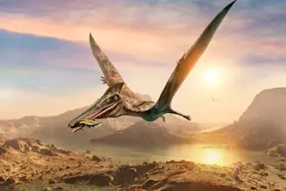 Pterosaur