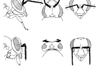 bugs teach us about why we sleep