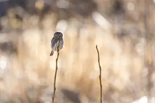 Pygmy owl