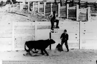 bullfight
