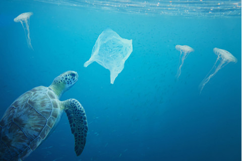 Turtle Plastic Bag