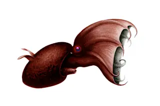 Vampire Squid