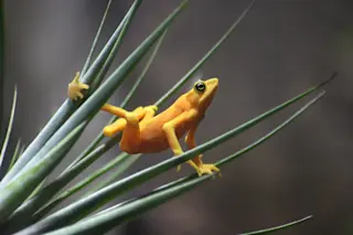 Panamanian Golden Frog