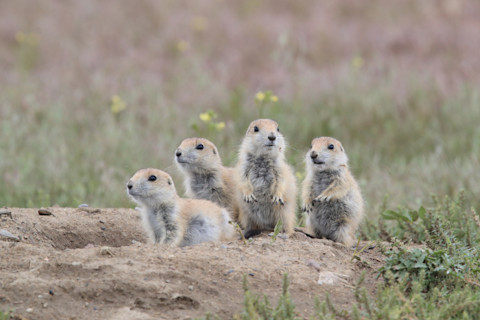 Prairie Dog