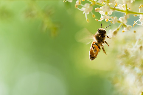 Bee