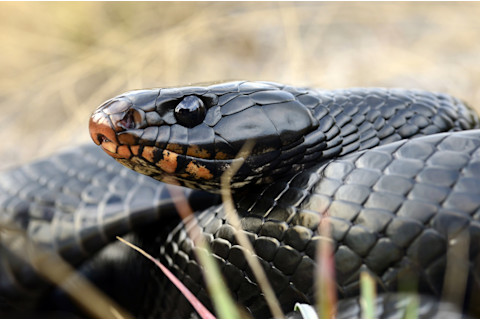 The eastern indigo snake