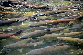Salmon school