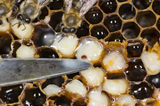 Varroa Mite
