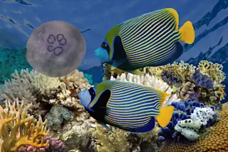 Emperor angelfish 