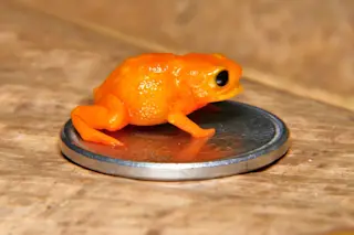 Pumpkin toad