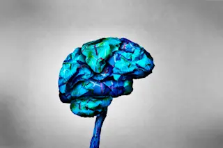 Brain
