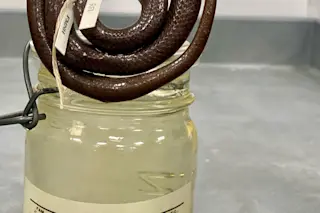 One of the decades-old snake specimens from the Field Museum used in this study.