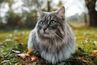 Outdoor cat