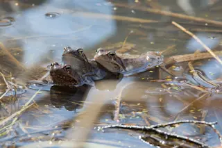 Frogs