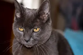 Cat facial expression