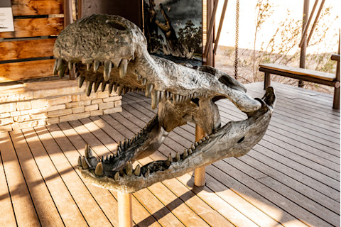 Ancient alligator skull (Deinosuchus)