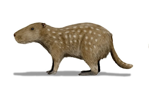 Giant Rodent