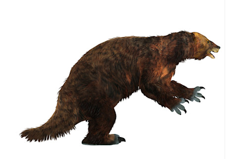 Giant Sloth (Megatherium Americanum)