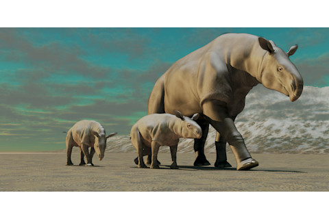 3 Giant hornless rhinos (Paraceratherium)